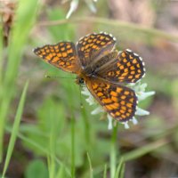 Шашечница Аталия :: Сергей Владимирович Егоров
