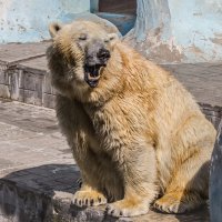 Белый :: SanSan 