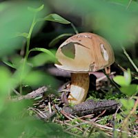 Трубчатый гриб :: Любовь Сахарова