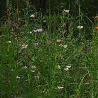 Июль...Полянка цветов на пустыре! :: Владимир 