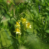 На опушке :: Сергей Швечков