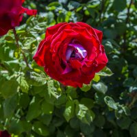 Роза :: Анатолий Чикчирный