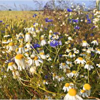 Июль. :: Валерия Комова Июль. :: Валерия Комова