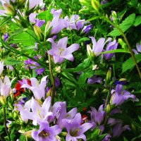 Нежная красота :: Людмила Смородинская Нежная красота :: Людмила Смородинская