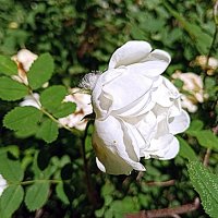 Цветы. :: Владимир Драгунский