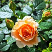 Золотая роза :: Наталья 