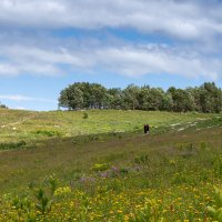 Лагонаки июль 2024 :: Игорь Сикорский Лагонаки июль 2024 :: Игорь Сикорский