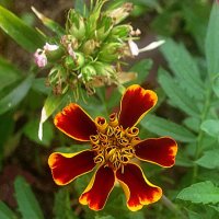 Цветок лета :: Елена Семигина Цветок лета :: Елена Семигина