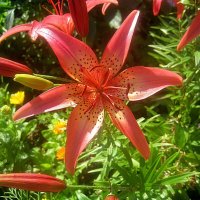 Ли.. :: Елена Семигина Ли.. :: Елена Семигина