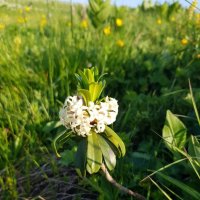 АЛЬПИЙСКИЕ ЛУГА ЛАГОНАКИ :: Tata Wolf АЛЬПИЙСКИЕ ЛУГА ЛАГОНАКИ :: Tata Wolf