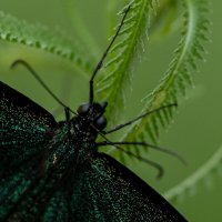 2 :: Сергей Флетчер