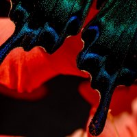 4 :: Сергей Флетчер