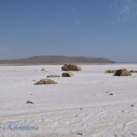 Природа Крыма :: Amazing Cosmea