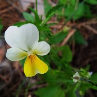 лесная фиалка :: Елена Шаламова