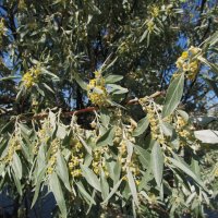 цветение лоха серебристого :: Елена Шаламова