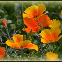 Летняя палитра.... :: Aleksandr Gal Летняя палитра.... :: Aleksandr Gal