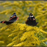 Лето это маленькая жизнь :: Aleksandr Gal