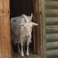 Лето. Утро на ферме. :: Арина Невская