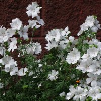 Мальва мускусная :: Рита Симонова