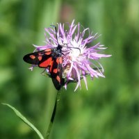 ** :: Зоя Мишина