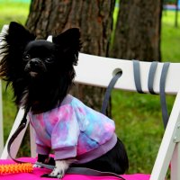 Гламур :: Дмитрий (Горыныч) Симагин