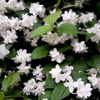 Июньское цветение. :: Лия ☼