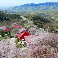 Март. Цветение миндаля (может фисташка) :: Alexey YakovLev Март. Цветение миндаля (может фисташка) :: Alexey YakovLev