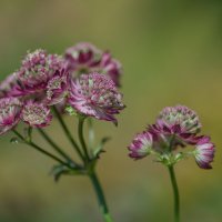 Астранция. :: Sergey (Apg) Астранция. :: Sergey (Apg)