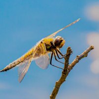 Лето красное :: Алексей Сопельняк