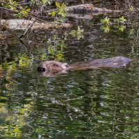 Бобер парень не простой :: Алексей Сопельняк Бобер парень не простой :: Алексей Сопельняк
