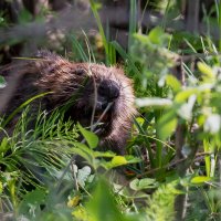 Бобер парень не простой. :: Алексей Сопельняк