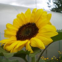 Лето. :: Венера Чуйкова