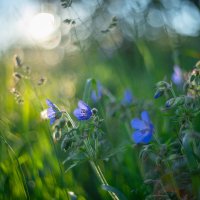 Полевые цветы :: Олег Дорошенко