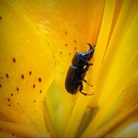 Всё выше и выше ... :: Владимир Шошин Всё выше и выше ... :: Владимир Шошин