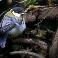 На старой сливе... :: Владимир Шошин