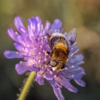 Про мух :: Владимир Колесников