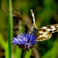 из снятого сегодня 8 :: Александр Прокудин