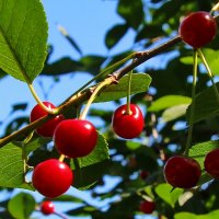 Созрела вишня. :: Маргарита ( Марта ) Дрожжина Созрела вишня. :: Маргарита ( Марта ) Дрожжина