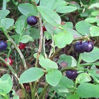 В лесу :: Наталья Герасимова В лесу :: Наталья Герасимова