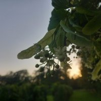 Липа :: Сапсан 