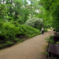 По тенистым аллеям Аптекарского огорода. :: Татьяна Помогалова