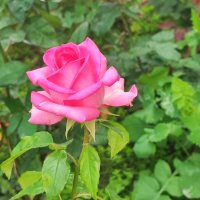 ,,, :: Сергей Тимоновский ,,, :: Сергей Тимоновский