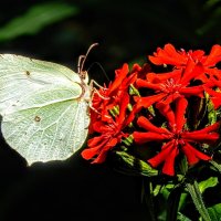 Мира и проЦветания! :: Елена Хайдукова  ( Elena Fly )