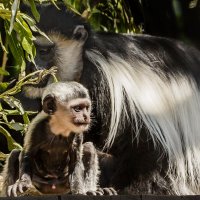 Колобус :: SanSan 