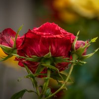 Роза :: Игорь Сикорский