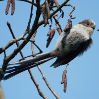 Молодой ополовник :: Лина Молодой ополовник :: Лина