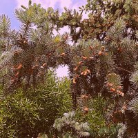 Цветы. :: Владимир Драгунский Цветы. :: Владимир Драгунский