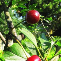 Вишенки спеют :: Людмила Смородинская