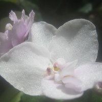 Моя фиалка :: Елена Семигина