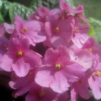 С ДНЕМ ФОТОГРАФА ВАС ПОЗДРАВЛЯЮ! СЧАСТЬЯ,УДАЧИ,ЗДОРОВЬЯ ЖЕЛАЮ! :: Елена Семигина С ДНЕМ ФОТОГРАФА ВАС ПОЗДРАВЛЯЮ! СЧАСТЬЯ,УДАЧИ,ЗДОРОВЬЯ ЖЕЛАЮ! :: Елена Семигина